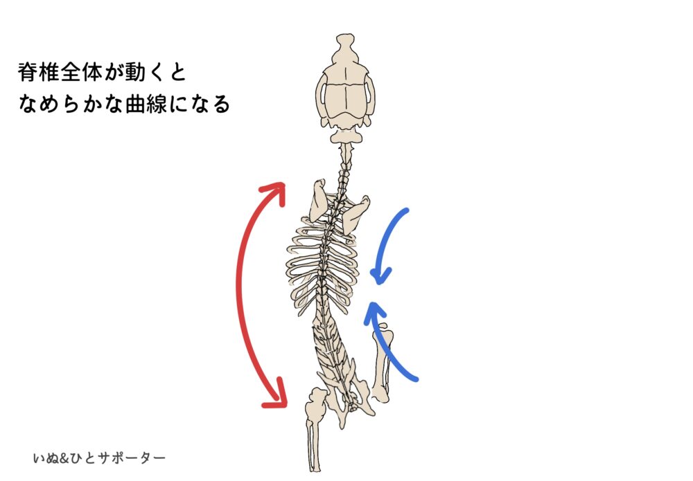 脊椎の動き