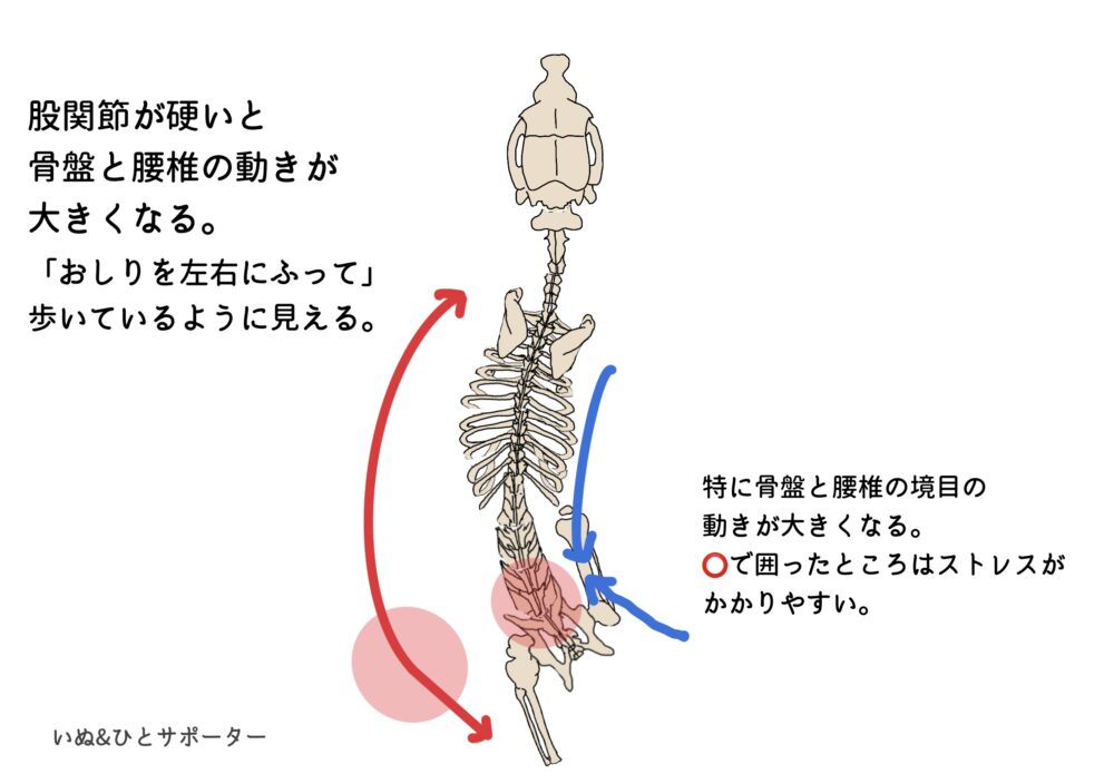 脊椎の動き（股関節が硬い）