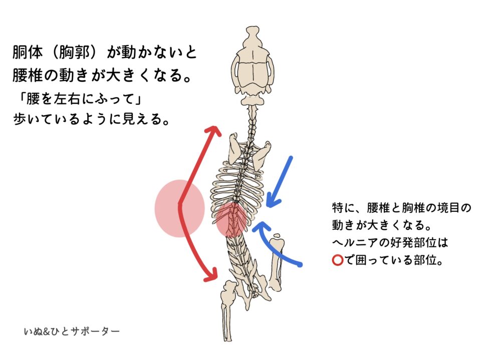 脊椎の動き（胸郭が硬い）